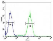 Flow cytometry testing of fixed and permeabilized human HeLa cells with BCKDHB antibody; Blue=isotype control, Green= BCKDHB antibody.
