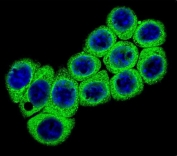 Immunofluorescent staining of fixed and permeabilized human 293 cells with DLL3 antibody (green) and DAPI nuclear stain (blue).
