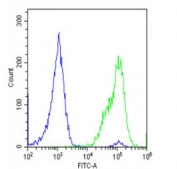 Flow cytometry testing of fixed and permeabilized human U-2 OS cells with Adiponectin Receptor 2 antibody; Blue=isotype control, Green= Adiponectin Receptor 2 antibody.