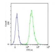Flow cytometry testing of fixed and permeabilized human Jurkat cells with Glucagon antibody; Blue=isotype control, Green= Glucagon antibody.