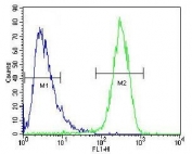 Flow cytometry testing of fixed and permeabilized human HepG2 cells with Hexosaminidase A antibody; Blue=isotype control, Green= Hexosaminidase A antibody.