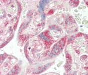 IHC testing of FFPE human placental tissue with ADH5 antibody. HIER: steam section in pH6 citrate buffer for 20 min and allow to cool prior to staining.