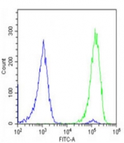 Flow cytometry testing of fixed and permeabilized human U-2 OS cells with Myosin Light Chain 2 antibody; Blue=isotype control, Green= Myosin Light Chain 2 antibody.