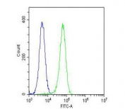 Flow cytometry testing of fixed and permeabilized human K562 cells with Acid Sphingomyelinase antibody; Blue=isotype control, Green= Acid Sphingomyelinase antibody.