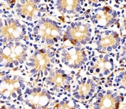 IHC testing of FFPE human small intestine tissue with IDO2 antibody. HIER: steam section in pH6 citrate buffer for 20 min and allow to cool prior to staining.