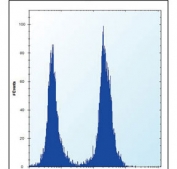 Flow cytometry testing of fixed and permeabilized human K562 cells with MCT10 antibody; Blue=isotype control, Green= MCT10 antibody.