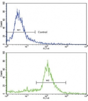 Flow cytometry testing of fixed and permeabilized human mouse cells with ALDH6A1 antibody; Blue=isotype control, Green= ALDH6A1 antibody.
