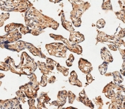 IHC testing of FFPE human placenta tissue with HBE1 antibody. HIER: steam section in pH9 EDTA for 20 min and allow to cool prior to staining.