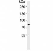 Western blot testing of human HT-1080 cell lysate with AGAP4 antibody. Predicted molecular weight ~73 kDa.