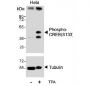 Western blot testing of lysate from HeLa cells treated or untreated with TPA, using phospho-CREB antibody.