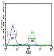 Flow cytometry testing of human K562 cells with Pro-MCH antibody; Blue=isotype control, Green= Pro-MCH antibody.