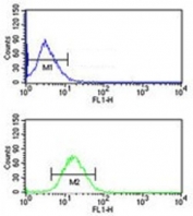 Flow cytometry testing of human HepG2 cells with AADC antibody; Blue=isotype control, Green= AADC antibody.