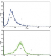 Flow cytometry testing of human HEK293 cells with COL6A1 antibody; Blue=isotype control, Green= COL6A1 antibody.