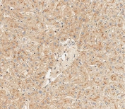 IHC testing of FFPE human liver tissue with HPX antibody. HIER: steam section in pH9 EDTA for 20 min and allow to cool prior to staining.