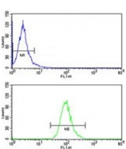 Flow cytometry testing of human HepG2 cells with ADH1B antibody; Blue=isotype control, Green= ADH1B antibody.