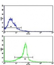 Flow cytometry testing of human WiDr cells with PTP4A2 antibody; Blue=isotype control, Green= PTP4A2 antibody.