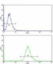 Flow cytometry testing of human MDA-MB-468 cells with Aspartoacylase antibody; Blue=isotype control, Green= Aspartoacylase antibody.