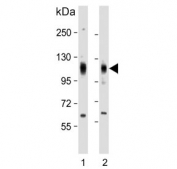 Western blot testing of human 1) HeLa and 2) NCI-H460 cell lysate with EphA4 antibody. Expected molecular weight: ~109 kDa and ~104 kDa (two isoforms) but the protein may be observed at higher molecular weights due to glycosylation.