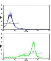 Flow cytometry testing of human HEK293 cells with ATP5O antibody; Blue=isotype control, Green= ATP5O antibody.