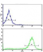 Flow cytometry testing of human HEK293 cells with Estrogen-Related Receptor Alpha antibody; Blue=isotype control, Green= Estrogen-Related Receptor Alpha antibody.