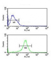 Flow cytometry testing of human MCF7 cells with DIO2 antibody; Blue=isotype control, Green= DIO2 antibody.