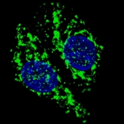 Immunofluorescent staining of fixed and permeabilized Chloroquine-treated human U-251 cells with AIF antibody (green) and DAPI (blue).