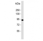 Western blot testing of zebrafish ZF4 cell lysate with hsp90a.1 antibody. Predicted molecular weight ~83 kDa.