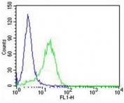 Flow cytometry testing of fixed and permeabilized rat PC-12 cells with RAB3A antibody; Blue=isotype control, Green= RAB3A antibody.