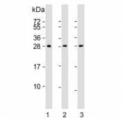 Western blot testing of human 1) A431, 2) skeletal muscle and 3) brain lysate with Density Regulated Protein antibody. Expected molecular weight ~22 kDa (unmodified), 27-31 kDa (modified).
