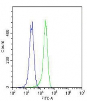 Flow cytometry testing of fixed and permeabilized human K562 cells with MKRN2 antibody; Blue=isotype control, Green= MKRN2 antibody.