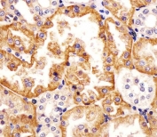 IHC testing of FFPE human kidney tissue with SLC22A2 antibody. HIER: steam section in pH6 citrate buffer for 20 min and allow to cool prior to staining.