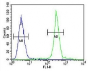 Flow cytometry testing of human A375 cells with ARL8A antibody; Blue=isotype control, Green= ARL8A antibody.