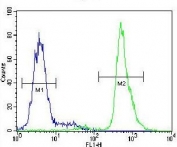 Flow cytometry testing of human HepG2 cells with SERPINI1 antibody; Blue=isotype control, Green= SERPINI1 antibody.