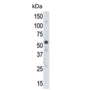 Western blot testing of mouse brain lysate with UBA3 antibody. Expected molecular weight ~52 kDa.