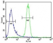Flow cytometry testing of human K562 cells with MCH Receptor 1 antibody; Blue=isotype control, Green= MCH Receptor 1 antibody.