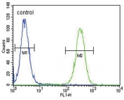 Flow cytometry testing of human CEM cells with Inhibin beta A chain antibody; Blue=isotype control, Green= Inhibin beta A chain antibody.
