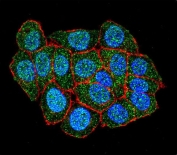 Immunofluorescent staining of human HeLa cells with Additional sex combs-like protein 1 antibody (green), DAPI nuclear stain (blue) and anti-Actin (red).