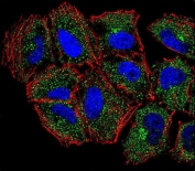 Immunofluorescent staining of human NCI-H460 cells with Phospholipase C-L2 antibody (green), DAPI nuclear stain (blue) and anti-Actin (red).