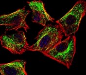Immunofluorescent staining of human U-251 MG cells with ATPase subunit F6 antibody (green), DAPI nuclear stain (blue) and anti-Actin (red).