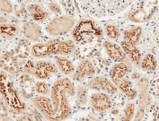 IHC testing of FFPE human kidney tissue with GIPC1 antibody. HIER: steam section in pH9 EDTA for 20 min and allow to cool prior to staining.
