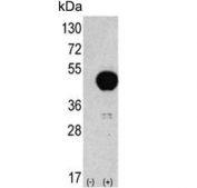 Western blot testing of 1) non-transfected and 2) transfected 293 cell lysate with ATG4B antibody.