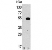Western blot testing of 1) non-transfected and 2) transfected 293 cell lysate with ATG4C antibody.