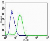 Flow cytometry testing of human U-87 MG cells with HBG2 antibody; Blue=isotype control, Green= HBG2 antibody.