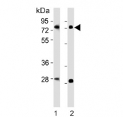 Western blot testing of 1) mouse brain and 2) rat brain tissue lysate with Nr4a2 antibody. Predicted molecular weight ~67 kDa.