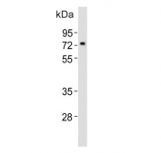 Western blot testing of mouse pancreas tissue lysate with Nr4a2 antibody. Predicted molecular weight ~67 kDa.