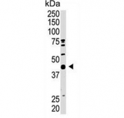 Western blot testing of mouse heart tissue lysate with SUMO-activating enzyme subunit 1 antibody. Predicted molecular weight ~38 kDa.
