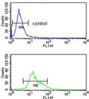 Flow cytometry testing of human K562 cells with TRIP13 antibody; Blue=isotype control, Green= TRIP13 antibody.