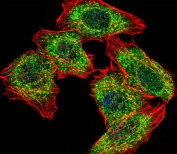 Immunofluorescent staining of fixed and permeabilized human U-251 cells with PA2G4 antibody (green), DAPI nuclear stain (blue) and anti-Actin (red).