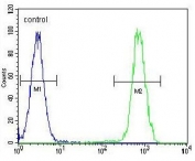 Flow cytometry testing of human HeLa cells with HSC70 antibody; Blue=isotype control, Green= HSC70 antibody.