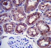 IHC testing of FFPE human kidney tissue with Alpha Enolase antibody. HIER: steam section in pH6 citrate buffer for 20 min and allow to cool prior to staining.